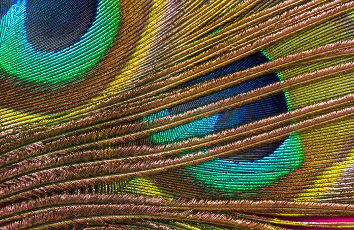 Foto en primer plano de plumas de pavo real coloridas